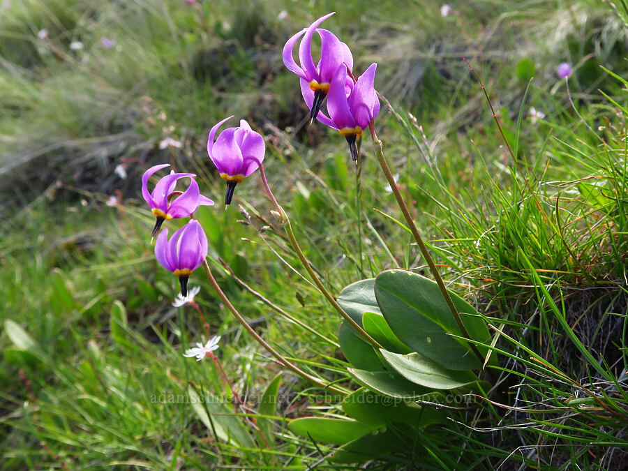 desert shooting-stars (Dodecatheon conjugens (Primula conjugens)) [Cottonwood Canyon State Park, Gilliam County, Oregon]