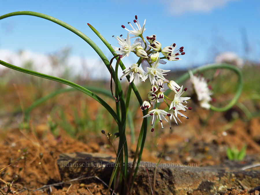 rock onion (Allium macrum) [Cottonwood Canyon State Park, Gilliam County, Oregon]