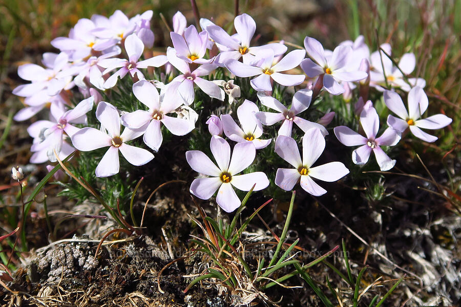 Hood's phlox (Phlox hoodii) [Cottonwood Canyon State Park, Gilliam County, Oregon]