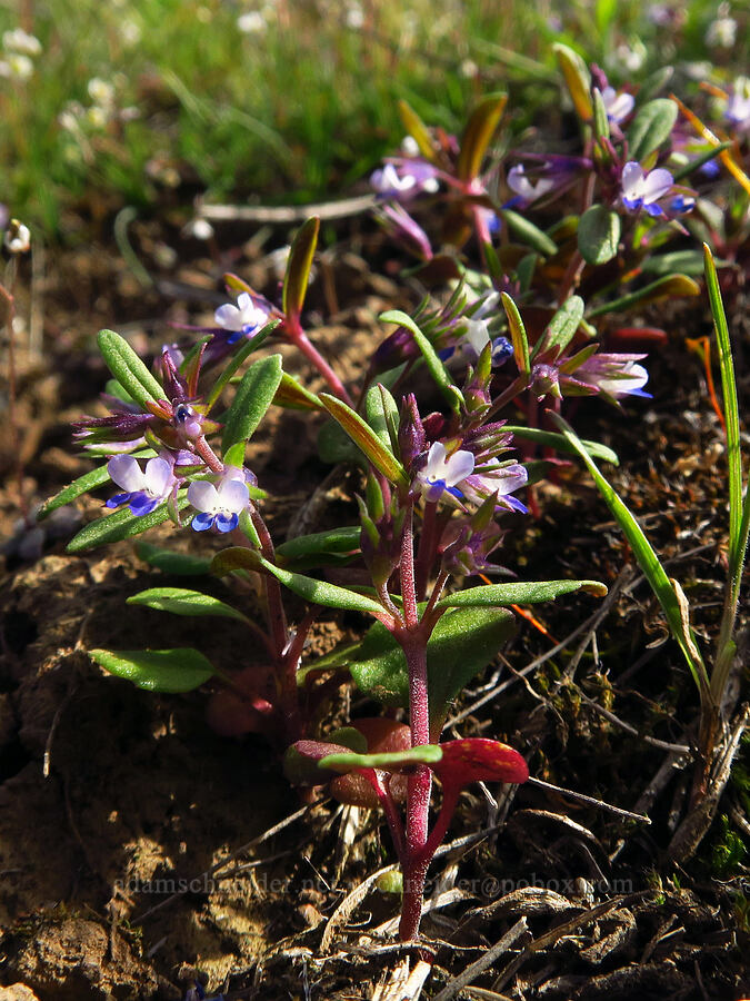 small-flowered blue-eyed-Mary (Collinsia parviflora) [Cottonwood Canyon State Park, Gilliam County, Oregon]