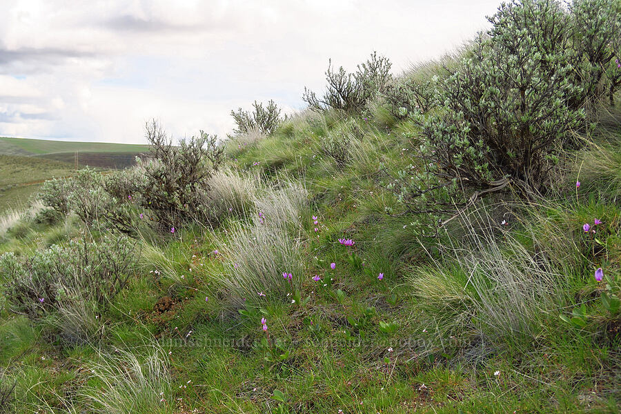 sagebrush & wildflowers (Artemisia tridentata, Dodecatheon conjugens (Primula conjugens), Lithophragma glabrum) [Cottonwood Canyon State Park, Gilliam County, Oregon]