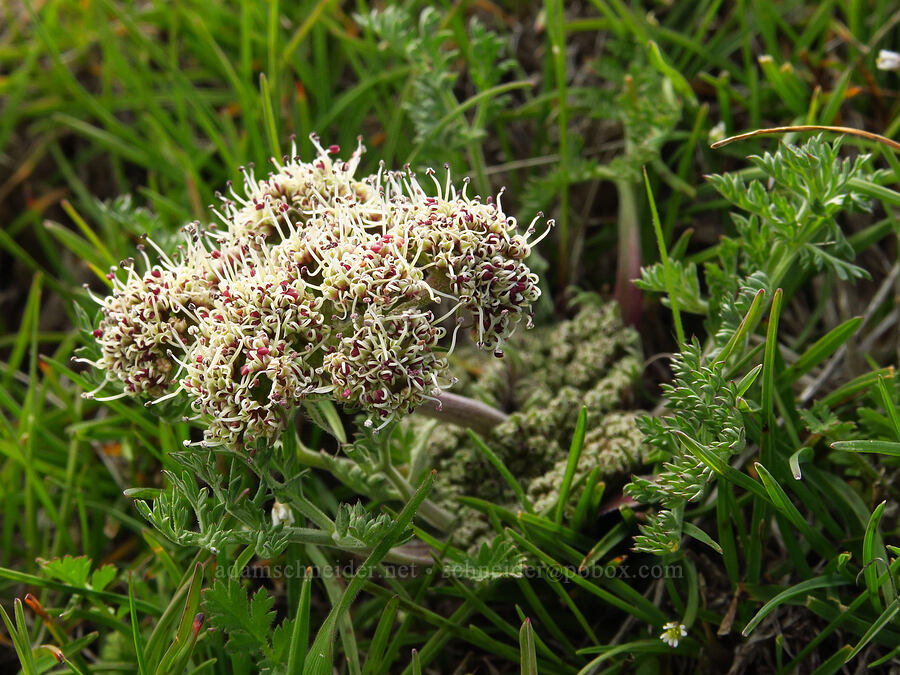 big-seed biscuitroot (Lomatium macrocarpum) [Cottonwood Canyon State Park, Gilliam County, Oregon]