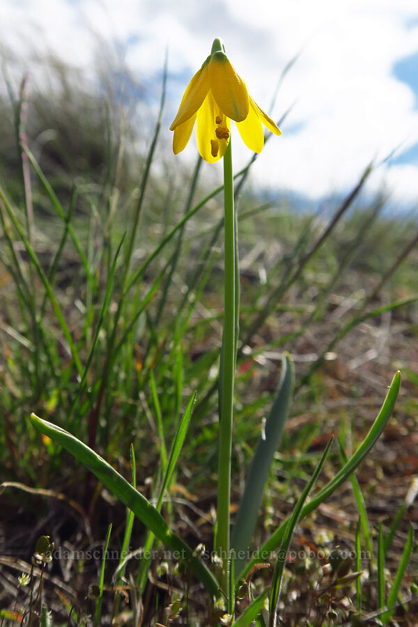 yellow bell (Fritillaria pudica) [Cottonwood Canyon State Park, Gilliam County, Oregon]