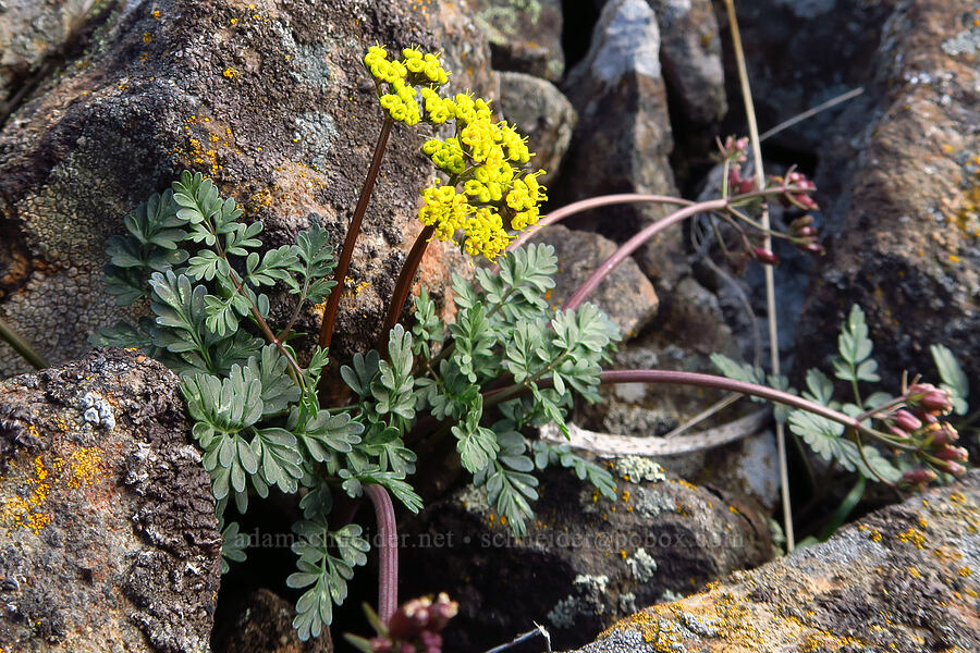 Henderson's desert parsley (Lomatium hendersonii) [Cottonwood Canyon State Park, Gilliam County, Oregon]