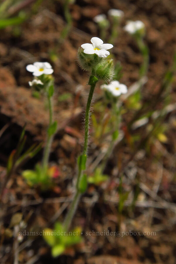 slender popcorn-flower (Plagiobothrys tenellus) [Cottonwood Canyon State Park, Gilliam County, Oregon]