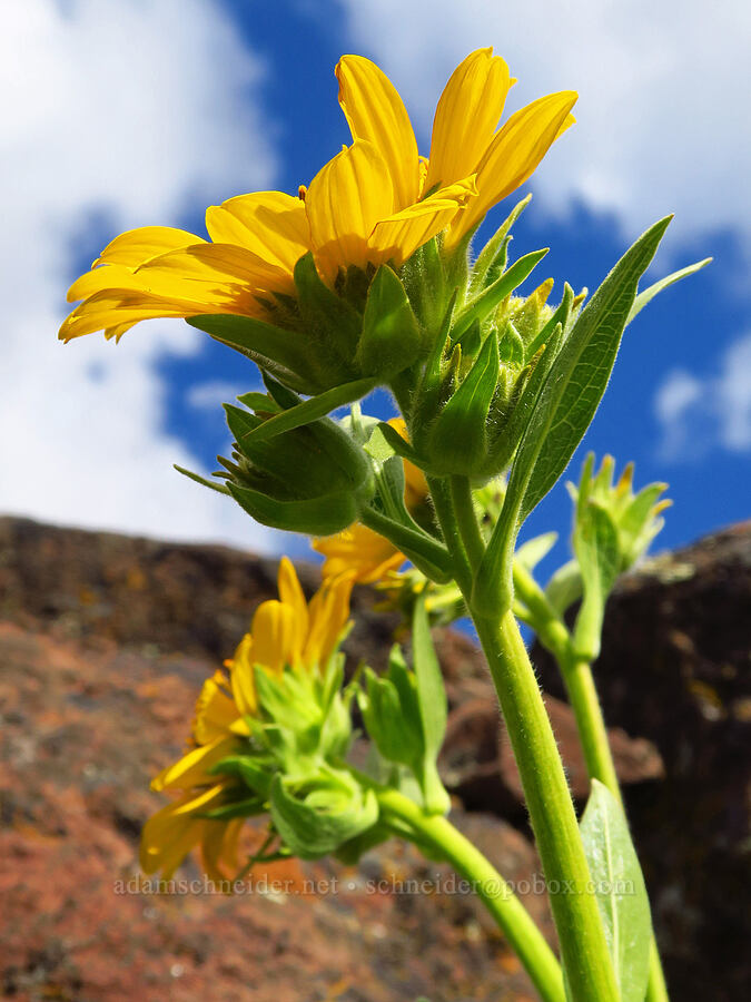 Carey's balsamroot (Balsamorhiza careyana) [Cottonwood Canyon State Park, Gilliam County, Oregon]