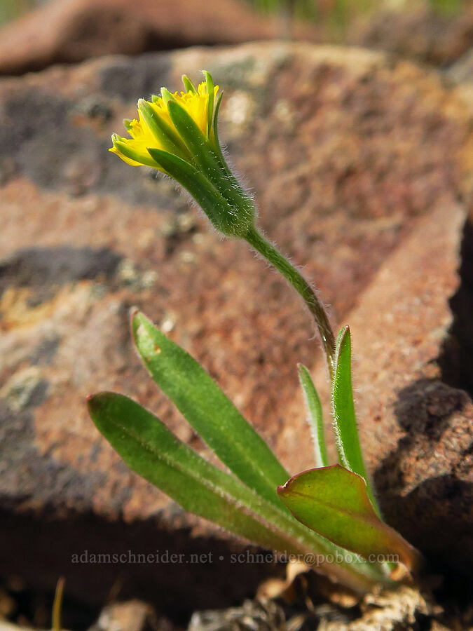 annual agoseris (Agoseris heterophylla) [Cottonwood Canyon State Park, Gilliam County, Oregon]