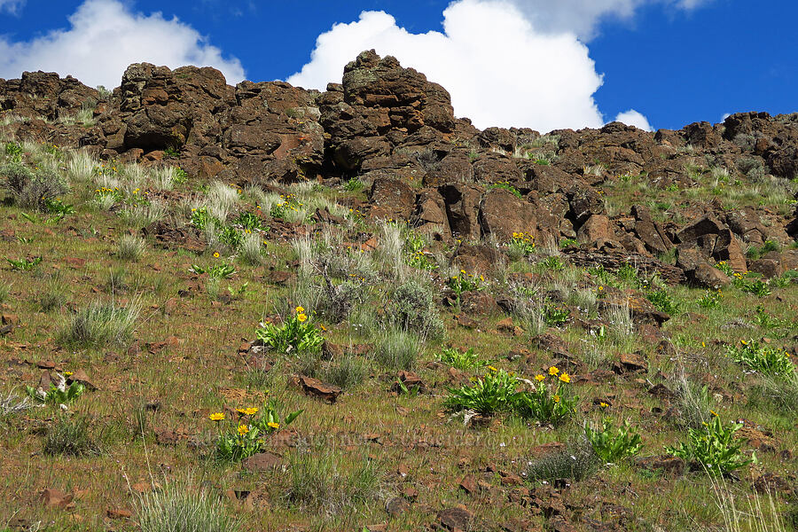 Carey's balsamroot & cliffs (Balsamorhiza careyana) [Cottonwood Canyon State Park, Gilliam County, Oregon]