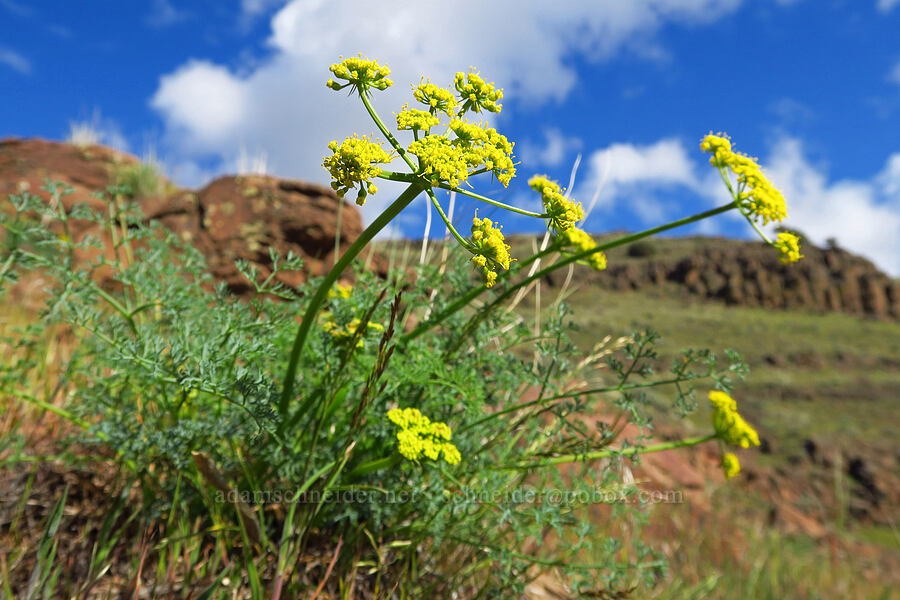 pungent desert parsley (Lomatium papilioniferum (Lomatium grayi)) [Cottonwood Canyon State Park, Gilliam County, Oregon]