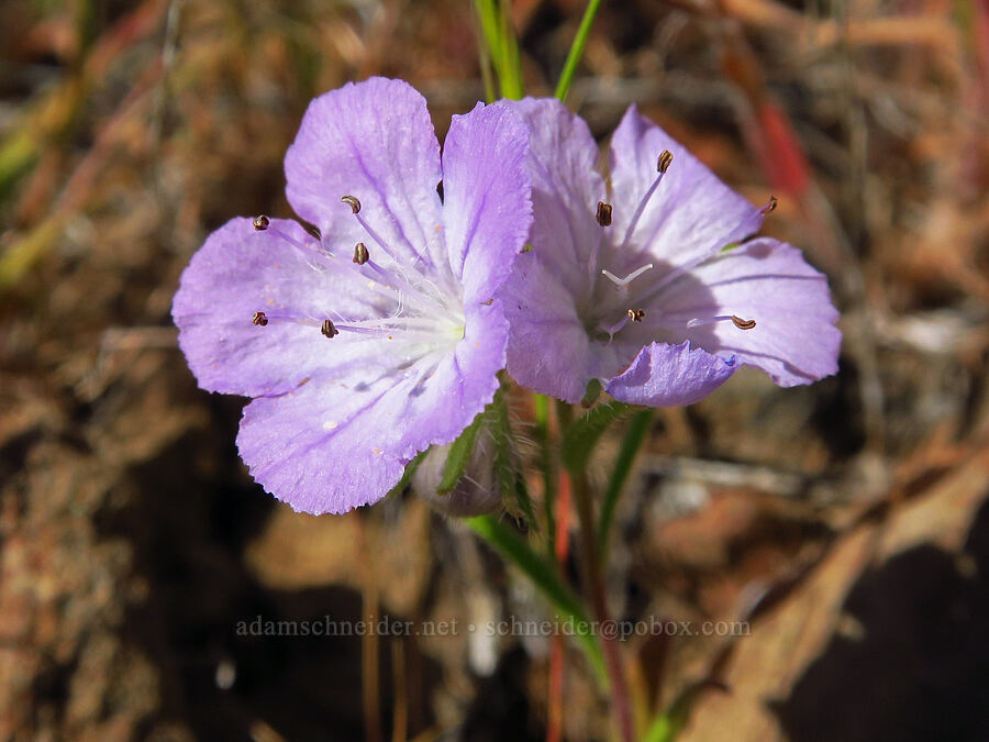 thread-leaf phacelia (Phacelia linearis) [Cottonwood Canyon State Park, Gilliam County, Oregon]