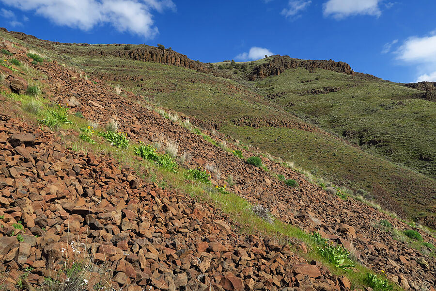 talus & wildflowers [Cottonwood Canyon State Park, Gilliam County, Oregon]