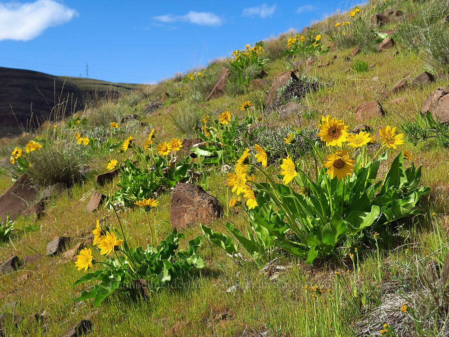 Carey's balsamroot (Balsamorhiza careyana) [Cottonwood Canyon State Park, Gilliam County, Oregon]