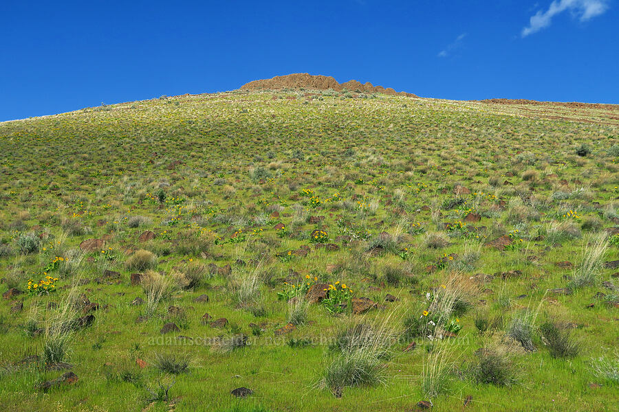 wildflowers & bunchgrass [Cottonwood Canyon State Park, Gilliam County, Oregon]