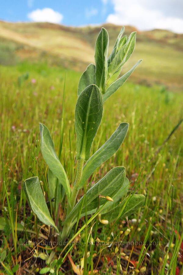 pepperweed? (Lepidium sp.) [Cottonwood Canyon State Park, Gilliam County, Oregon]