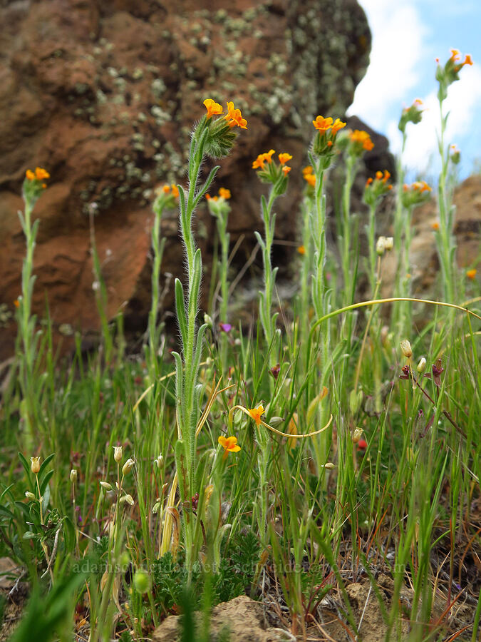 fiddleneck (Amsinckia menziesii) [Cottonwood Canyon State Park, Gilliam County, Oregon]