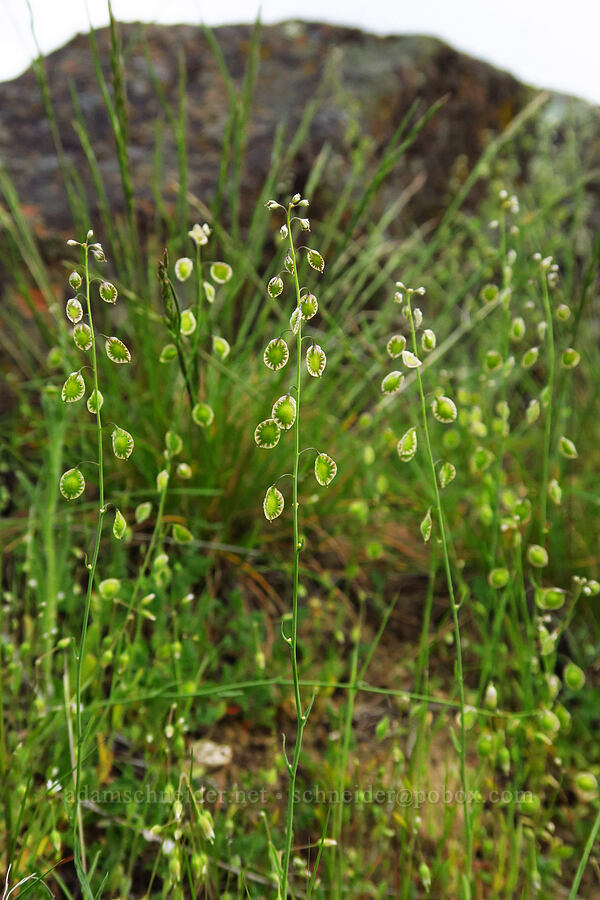 fringe-pod (Thysanocarpus curvipes) [Cottonwood Canyon State Park, Gilliam County, Oregon]