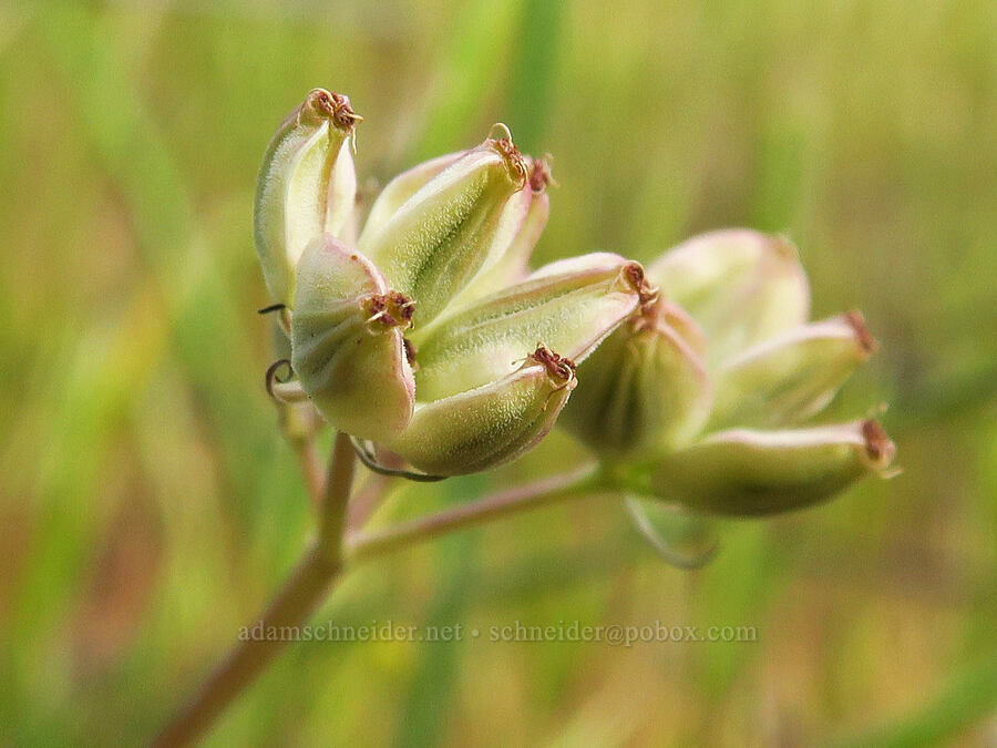 Gorman's desert parsley fruits (Lomatium gormanii) [Cottonwood Canyon State Park, Gilliam County, Oregon]