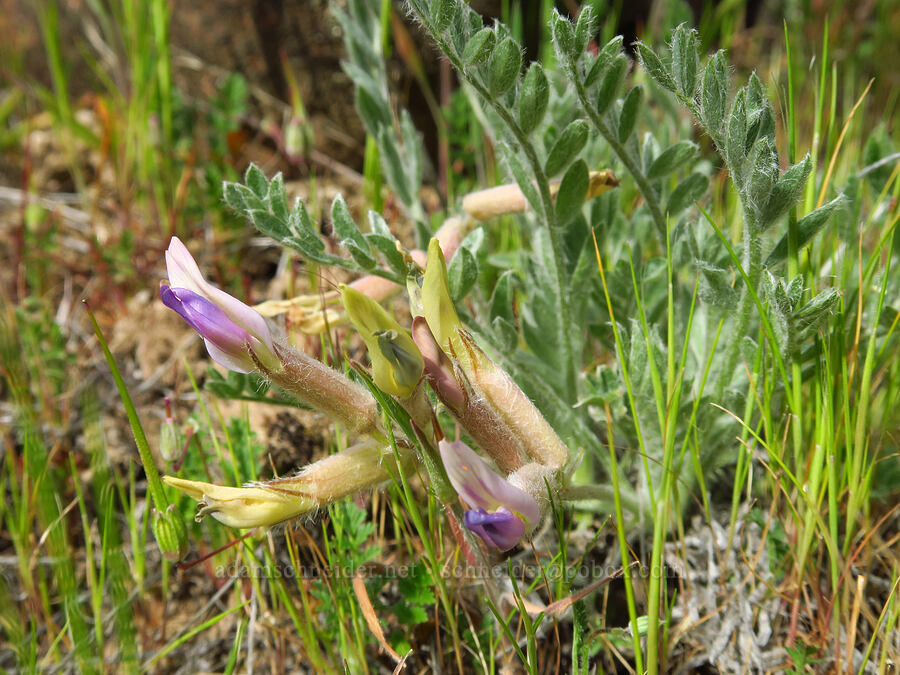 woolly-pod milk-vetch (Astragalus purshii) [Cottonwood Canyon State Park, Gilliam County, Oregon]