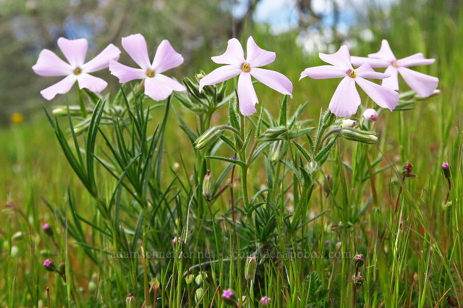 long-leaf phlox (Phlox longifolia) [Cottonwood Canyon State Park, Gilliam County, Oregon]