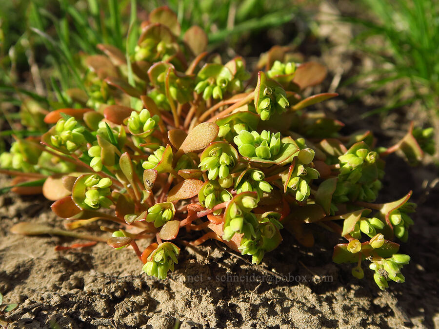 miner's lettuce (which?) (Claytonia sp. (Montia sp.)) [Cottonwood Canyon State Park, Gilliam County, Oregon]