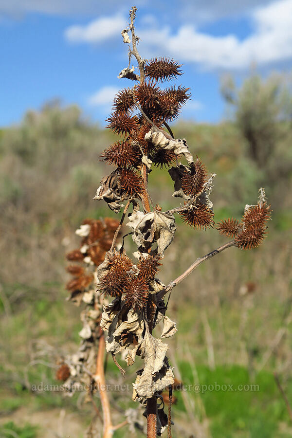 cockle-bur fruits (Xanthium strumarium) [Cottonwood Canyon State Park, Gilliam County, Oregon]