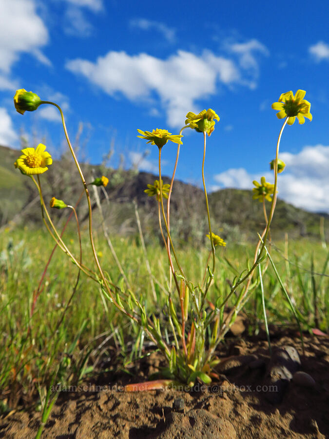 gold stars (Crocidium multicaule) [Cottonwood Canyon State Park, Gilliam County, Oregon]