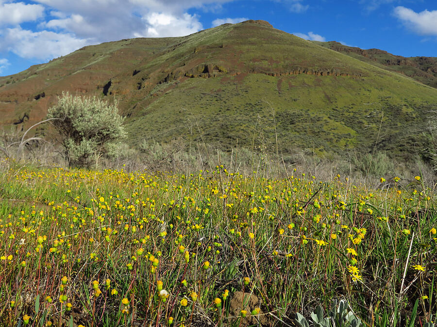 gold stars, fading (Crocidium multicaule) [Cottonwood Canyon State Park, Gilliam County, Oregon]