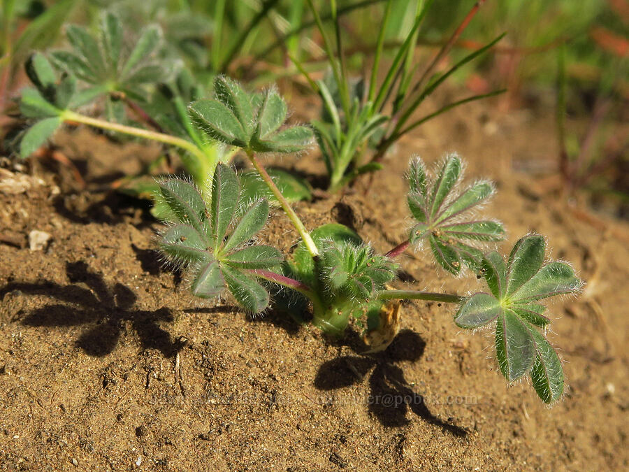 miniature lupine (?) leaves (Lupinus bicolor (Lupinus micranthus var. bicolor)) [Cottonwood Canyon State Park, Gilliam County, Oregon]