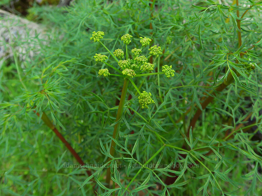 fern-leaf desert parsley (Lomatium multifidum (Lomatium dissectum var. multifidum)) [Cottonwood Canyon State Park, Gilliam County, Oregon]