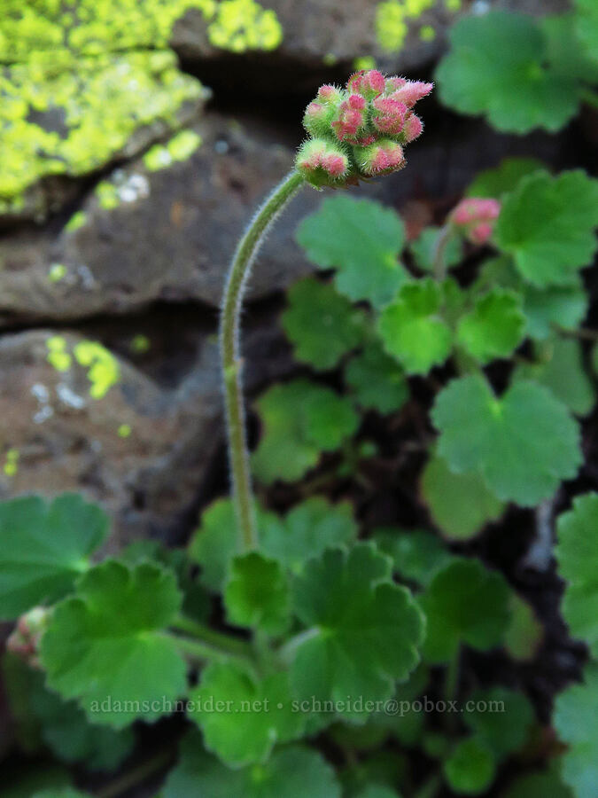 round-leaf alumroot, budding (Heuchera cylindrica) [Cottonwood Canyon State Park, Gilliam County, Oregon]