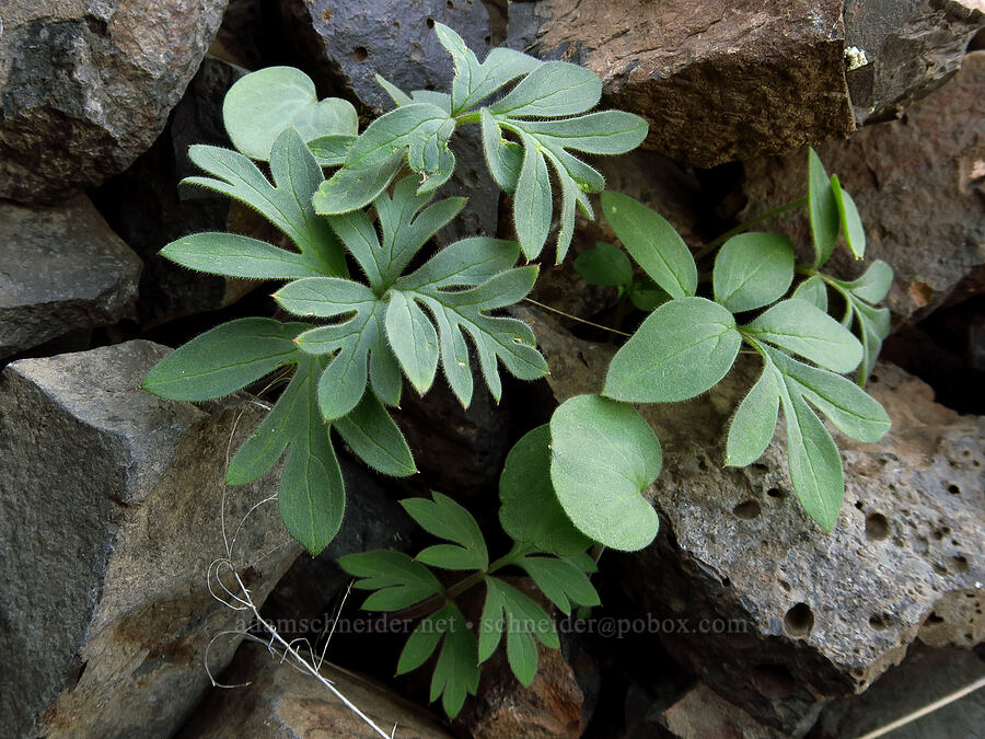 alpine ball-head waterleaf leaves & cotyledons (Hydrophyllum capitatum var. alpinum (Hydrophyllum alpestre)) [Cottonwood Canyon State Park, Gilliam County, Oregon]