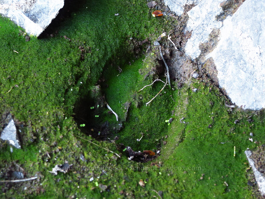 hoofprint [Cottonwood Canyon State Park, Gilliam County, Oregon]