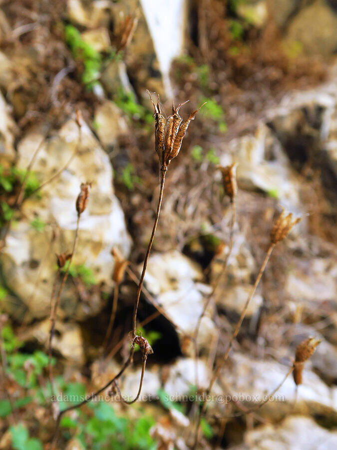 last year's western columbine seed-pods (Aquilegia formosa) [Cottonwood Canyon State Park, Gilliam County, Oregon]