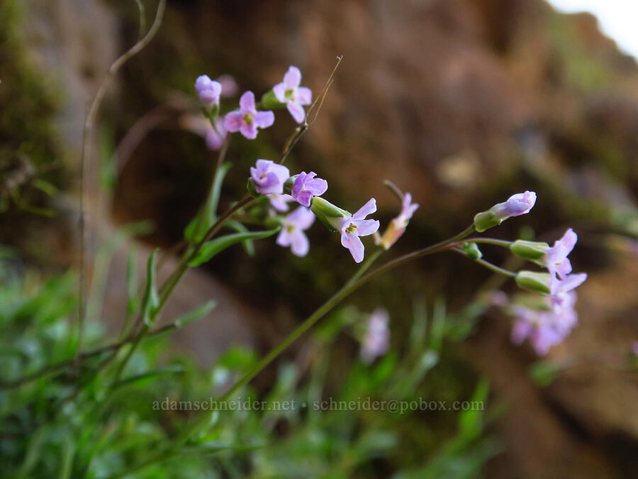 little-leaf rock-cress (Boechera microphylla (Arabis microphylla)) [Cottonwood Canyon State Park, Gilliam County, Oregon]