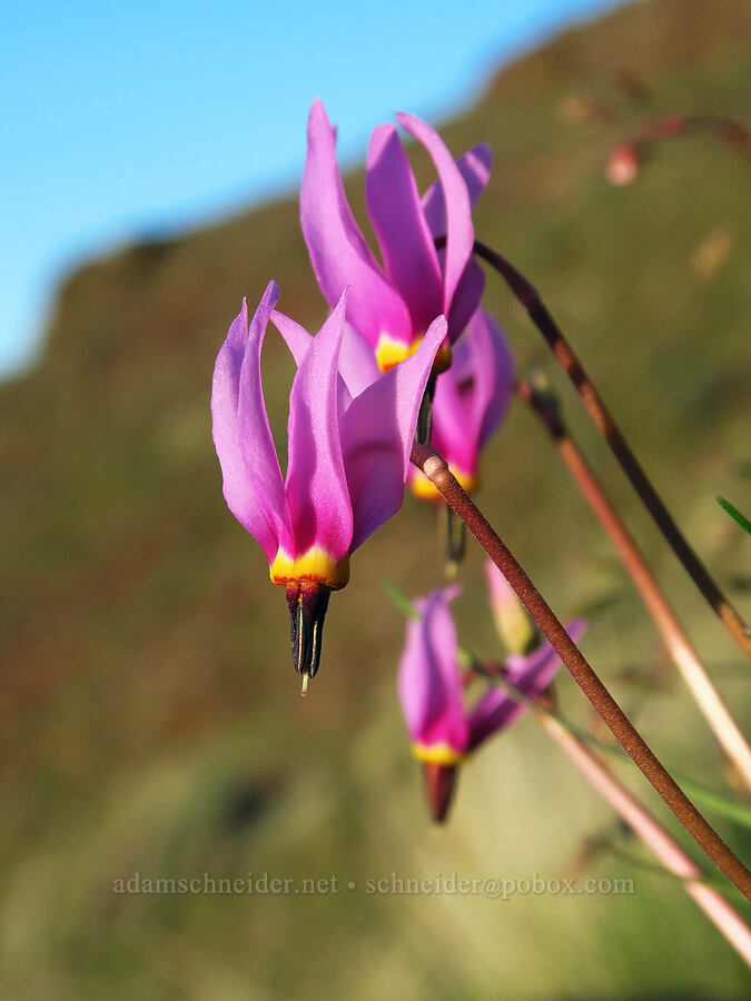 desert shooting-stars (Dodecatheon conjugens (Primula conjugens)) [Cottonwood Canyon State Park, Gilliam County, Oregon]