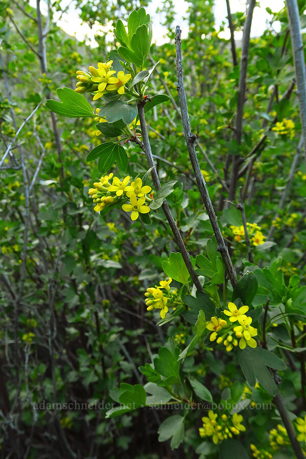 golden currant flowers (Ribes aureum) [Cottonwood Canyon State Park, Gilliam County, Oregon]