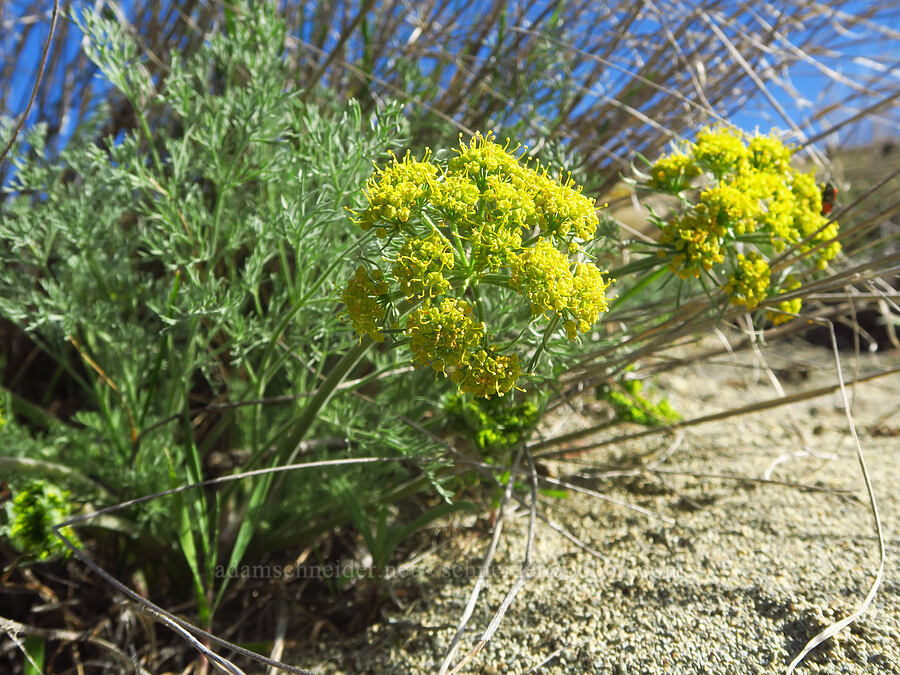 big-seed biscuitroot (Lomatium macrocarpum) [Chenoweth Road, Wasco County, Oregon]