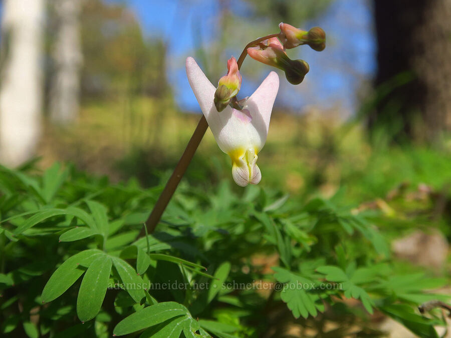 Dutchman's breeches (Dicentra cucullaria var. occidentalis) [Chenoweth Creek, Wasco County, Oregon]