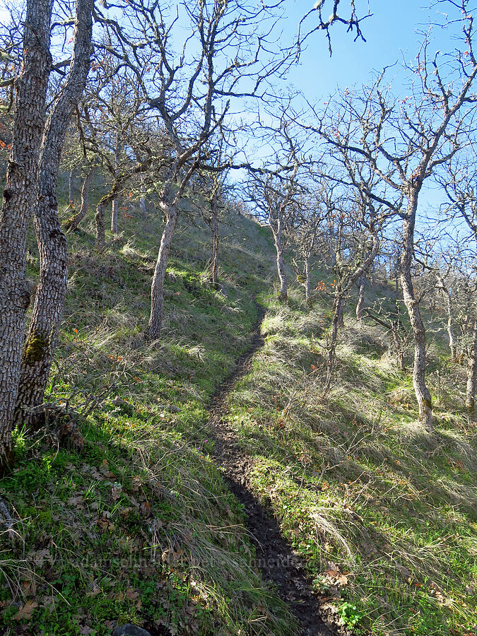 deer trail [Chenoweth Tableland, Wasco County, Oregon]