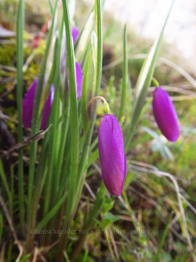 grass-widows, budding (Olsynium douglasii) [Chenoweth Tableland, Wasco County, Oregon]