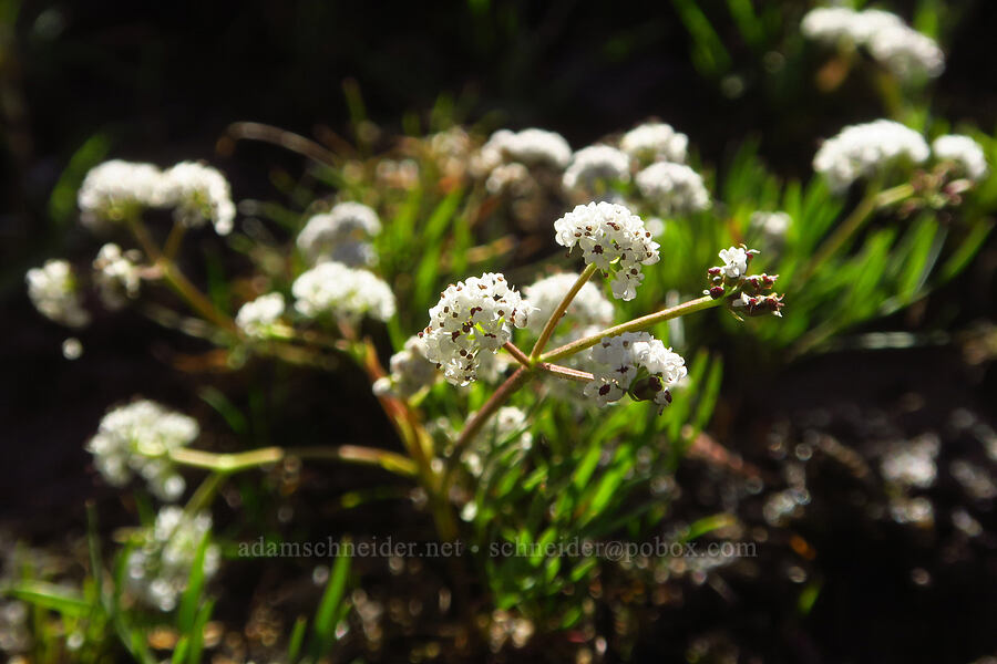 Piper's desert parsley (salt-and-pepper) (Lomatium piperi) [Chenoweth Tableland, Wasco County, Oregon]