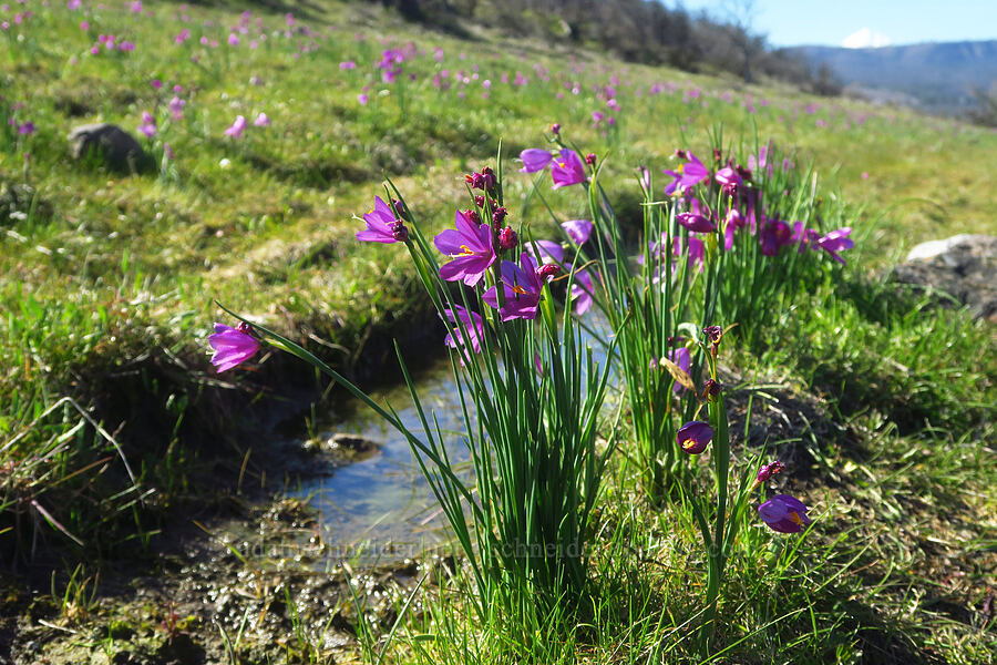 grass-widows (Olsynium douglasii) [Chenoweth Tableland, Wasco County, Oregon]