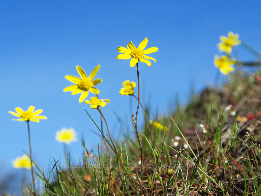 gold stars (Crocidium multicaule) [Chenoweth Tableland, Wasco County, Oregon]