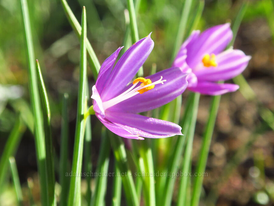 stripey grass widows (Olsynium douglasii) [Chenoweth Tableland, Wasco County, Oregon]