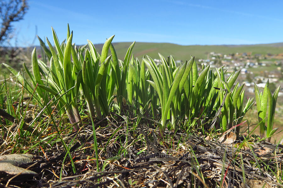 white-stem frasera shoots (Frasera albicaulis var. columbiana (Swertia columbiana)) [Chenoweth Tableland, Wasco County, Oregon]