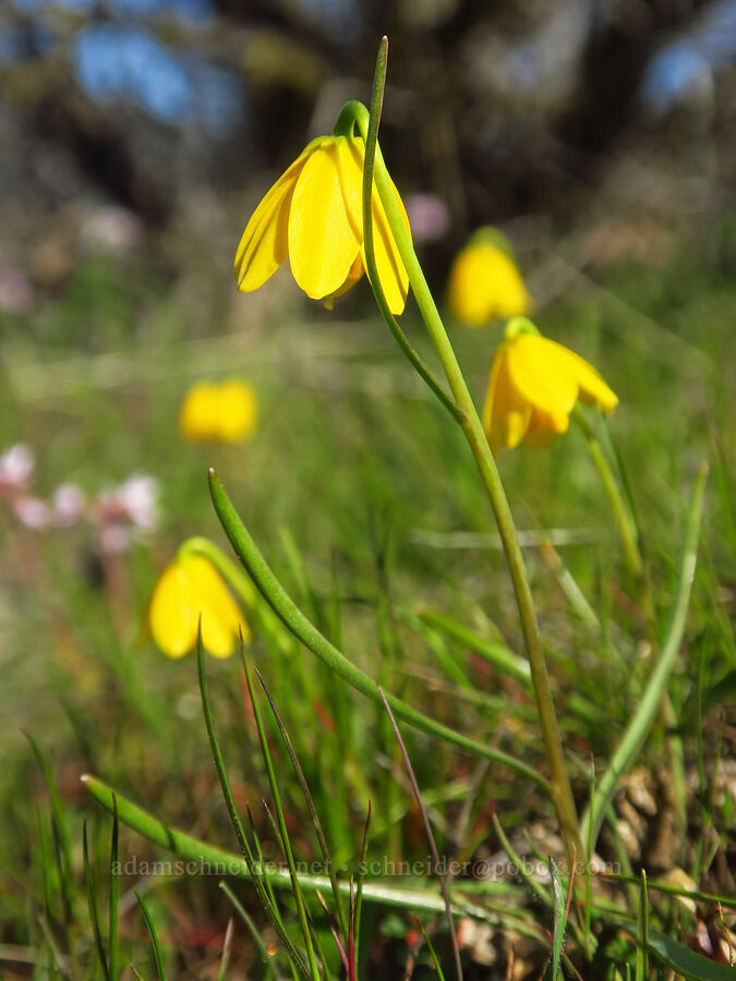 yellow bells (Fritillaria pudica) [Chenoweth Tableland, Wasco County, Oregon]