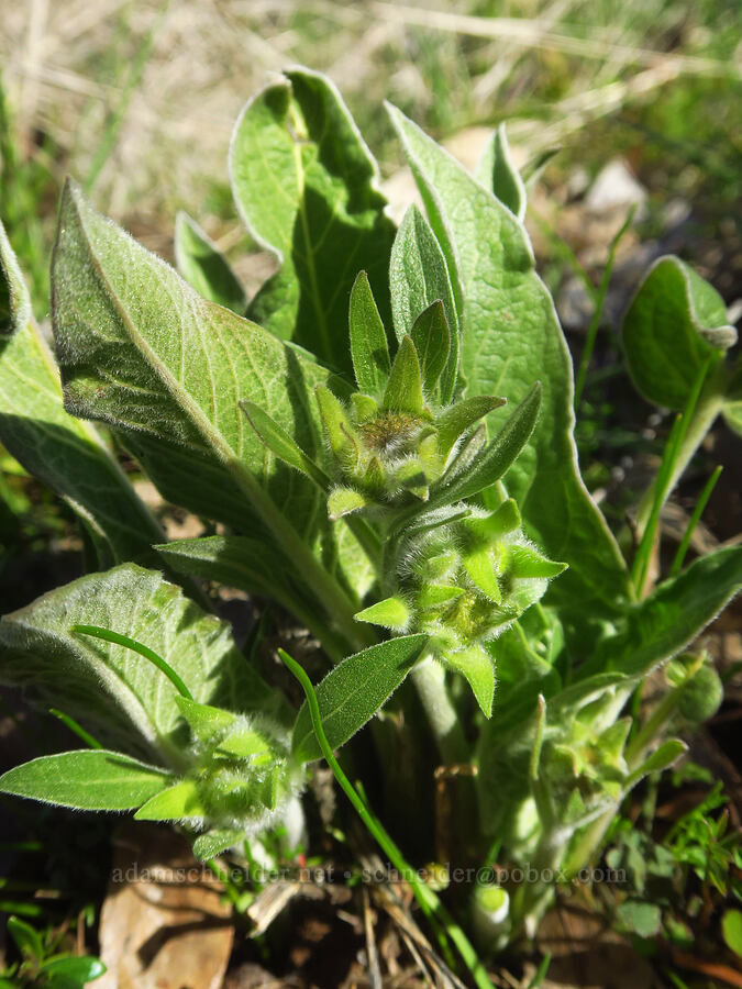 balsamroot, budding (Balsamorhiza sp.) [Chenoweth Tableland, Wasco County, Oregon]