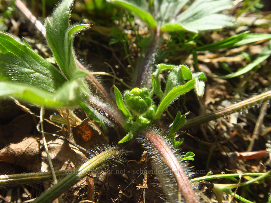 western buttercup, budding (Ranunculus occidentalis) [Chenoweth Tableland, Wasco County, Oregon]