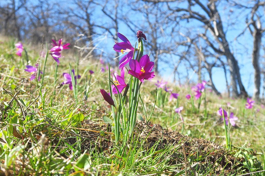 grass-widows (Olsynium douglasii) [Chenoweth Tableland, Wasco County, Oregon]