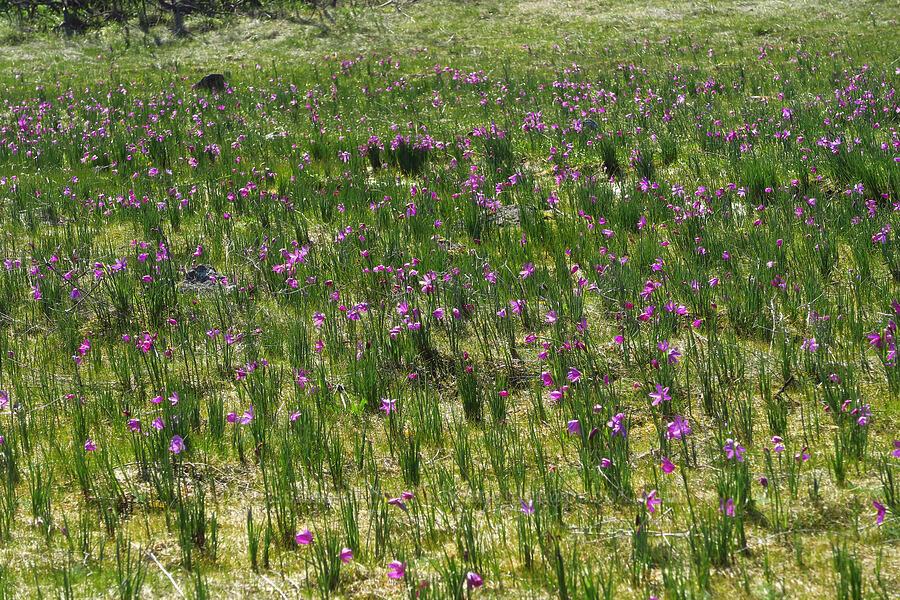 grass-widows (Olsynium douglasii) [Chenoweth Tableland, Wasco County, Oregon]